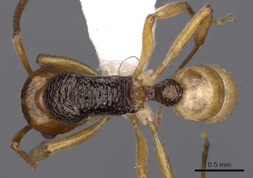 Rhytidoponera mimica specimen CASENT0900543 image casent0900543_1