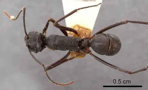 Rhytidoponera mirabilis specimen ANTWEB1008311 image antweb1008311_1