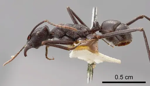 Rhytidoponera mirabilis specimen ANTWEB1008311 image antweb1008311_2