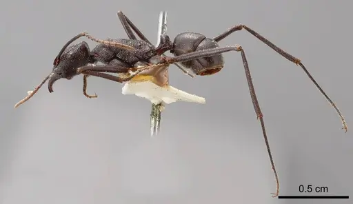 Rhytidoponera mirabilis specimen ANTWEB1008311 image antweb1008311_3