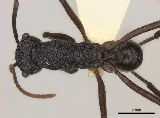Rhytidoponera nexa specimen CASENT0217494 image casent0217494_1