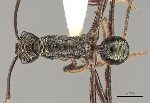 Rhytidoponera nexa specimen CASENT0281336 image casent0281336_1
