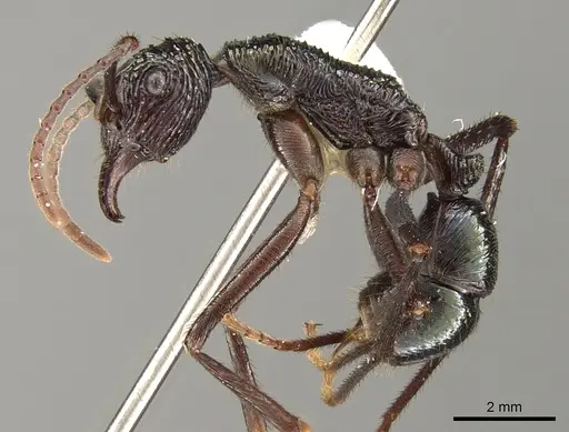 Rhytidoponera nexa specimen CASENT0281336 image casent0281336_3