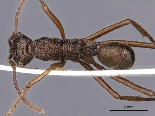 Rhytidoponera nexa specimen CASENT0900525 image casent0900525_1