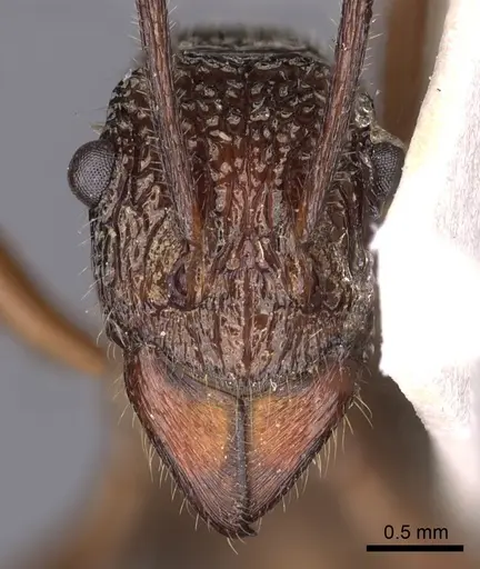 Rhytidoponera nexa specimen CASENT0900525 image casent0900525_2