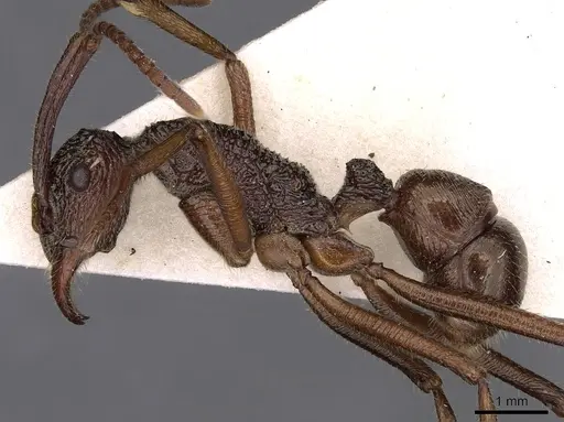 Rhytidoponera nexa specimen CASENT0900525 image casent0900525_3