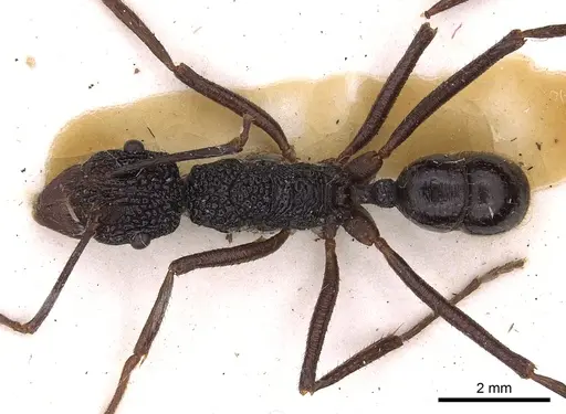 Rhytidoponera nexa specimen CASENT0900526 image casent0900526_1