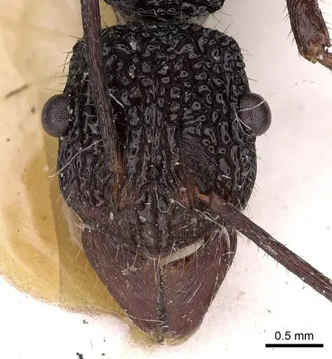 Rhytidoponera nexa specimen CASENT0900526 image casent0900526_2