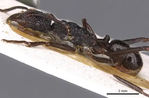 Rhytidoponera nexa specimen CASENT0900526 image casent0900526_3