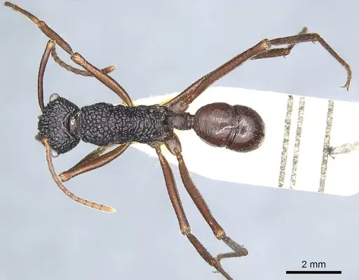 Rhytidoponera nexa specimen CASENT0915926 image casent0915926_1