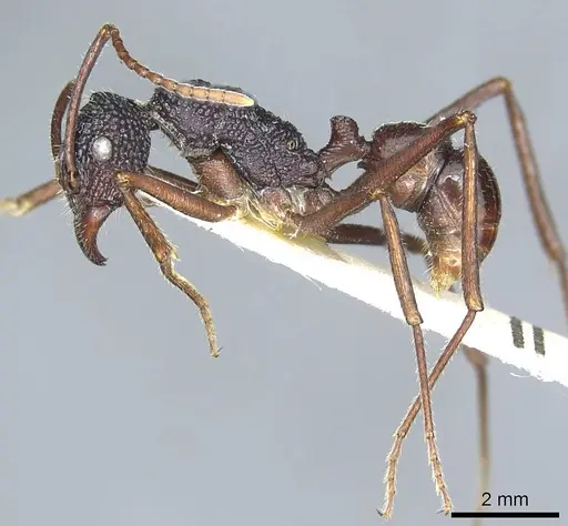 Rhytidoponera nexa specimen CASENT0915926 image casent0915926_3