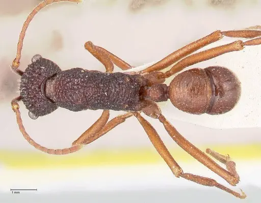 Rhytidoponera nexa specimen FOCOL0901 image focol0901_1
