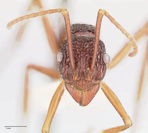 Rhytidoponera nexa specimen FOCOL0901 image focol0901_2