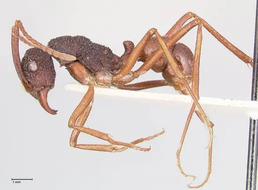 Rhytidoponera nexa specimen FOCOL0901 image focol0901_3
