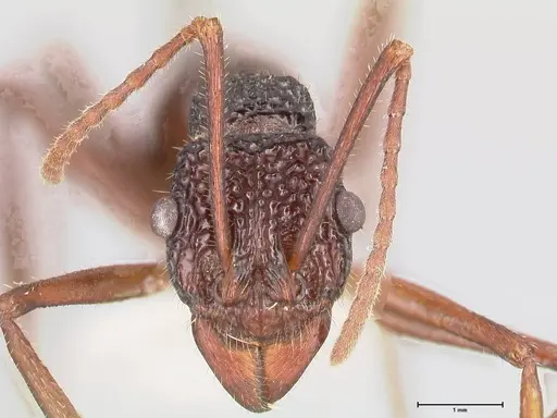 Rhytidoponera nexa specimen FOCOL0902 image focol0902_2