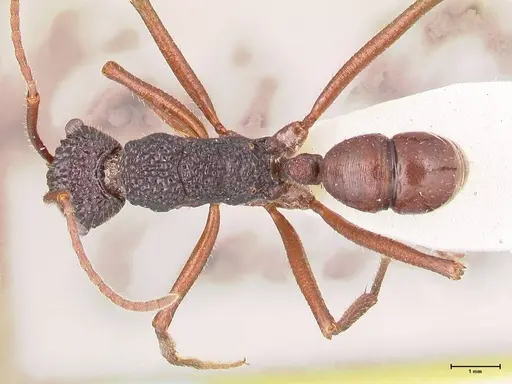 Rhytidoponera nexa specimen FOCOL0903 image focol0903_1