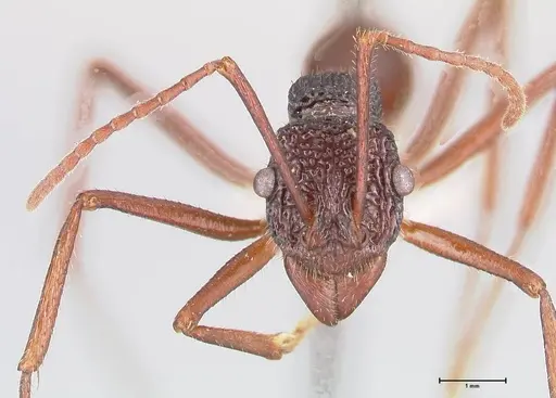 Rhytidoponera nexa specimen FOCOL0903 image focol0903_2