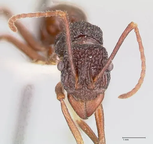 Rhytidoponera nexa specimen FOCOL0906 image focol0906_2