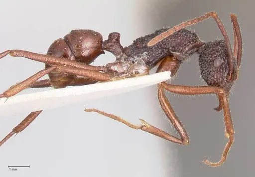 Rhytidoponera nexa specimen FOCOL0906 image focol0906_4