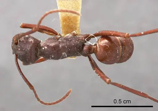 Rhytidoponera nitida specimen ANTWEB1008313 image antweb1008313_1