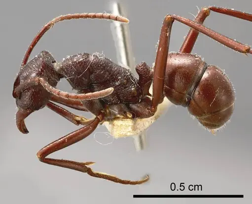 Rhytidoponera nitida specimen ANTWEB1008313 image antweb1008313_2
