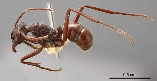 Rhytidoponera nitida specimen ANTWEB1008313 image antweb1008313_3