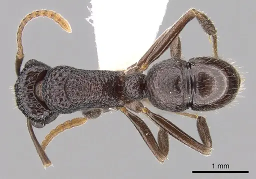 Rhytidoponera nitidiventris specimen CASENT0281325 image casent0281325_1