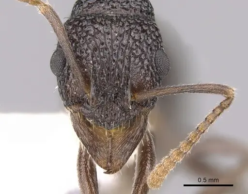 Rhytidoponera nitidiventris specimen CASENT0281325 image casent0281325_2