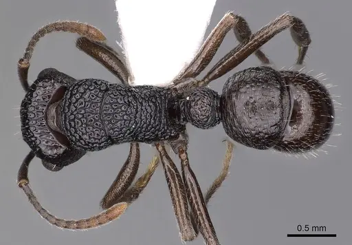 Rhytidoponera nitidiventris specimen CASENT0900539 image casent0900539_1
