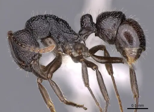 Rhytidoponera nitidiventris specimen CASENT0900539 image casent0900539_3