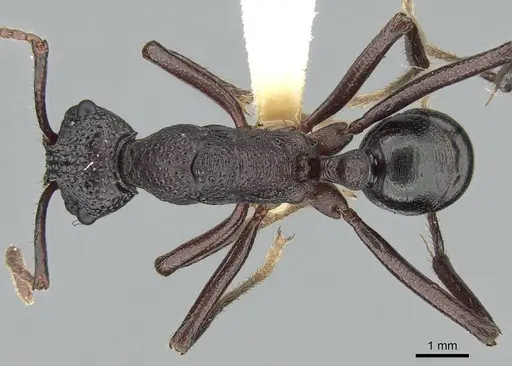 Rhytidoponera nodifera specimen CASENT0281297 image casent0281297_1
