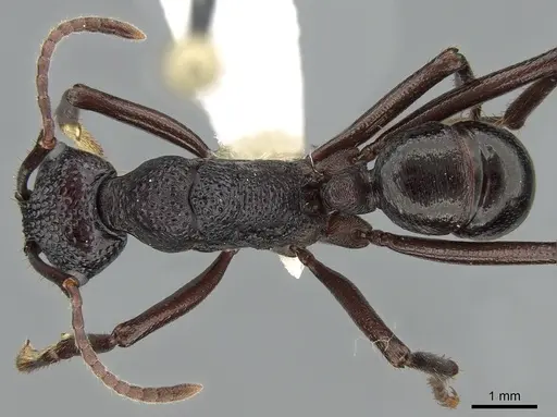 Rhytidoponera nodifera specimen CASENT0281298 image casent0281298_1