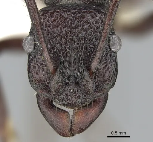 Rhytidoponera nodifera specimen CASENT0281298 image casent0281298_2