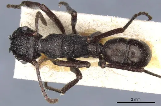 Rhytidoponera nodifera specimen CASENT0903820 image casent0903820_1