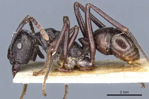 Rhytidoponera nodifera specimen CASENT0903820 image casent0903820_3