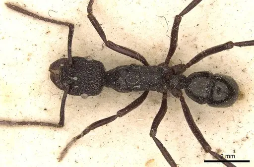 Rhytidoponera nodifera specimen CASENT0907151 image casent0907151_1