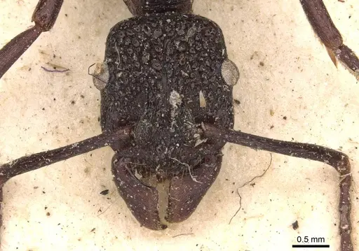 Rhytidoponera nodifera specimen CASENT0907151 image casent0907151_2