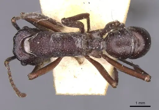 Rhytidoponera nodifera specimen CASENT0915141 image casent0915141_1