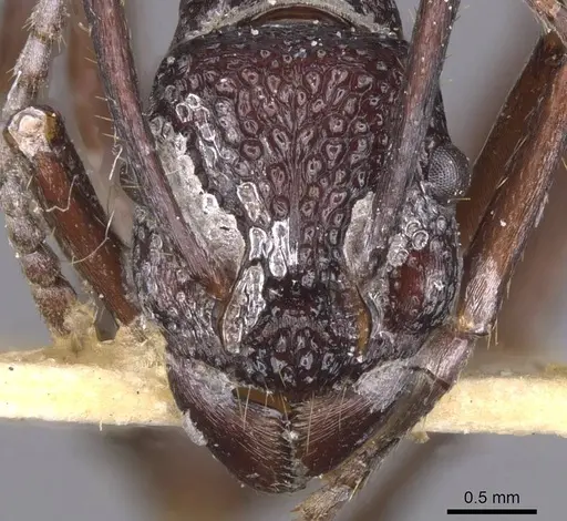 Rhytidoponera nodifera specimen CASENT0915141 image casent0915141_2
