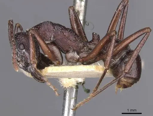 Rhytidoponera nodifera specimen CASENT0915141 image casent0915141_3