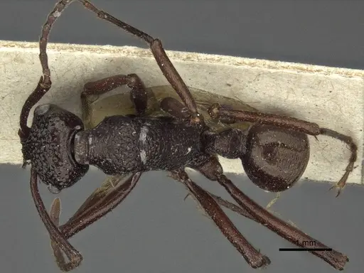 Rhytidoponera nodifera specimen CASENT0916603 image casent0916603_1