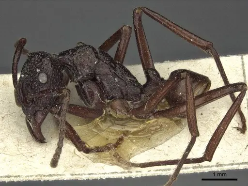 Rhytidoponera nodifera specimen CASENT0916603 image casent0916603_3