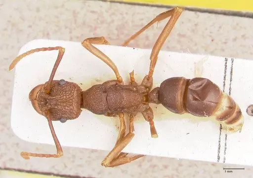 Rhytidoponera nodifera specimen FOCOL0889 image focol0889_1