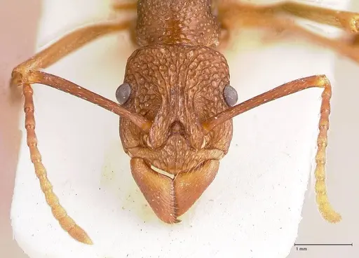 Rhytidoponera nodifera specimen FOCOL0889 image focol0889_2
