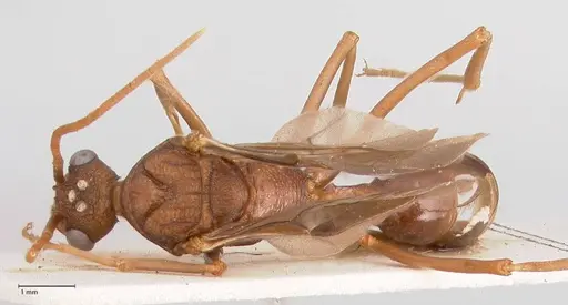 Rhytidoponera nodifera specimen FOCOL0890 image focol0890_1