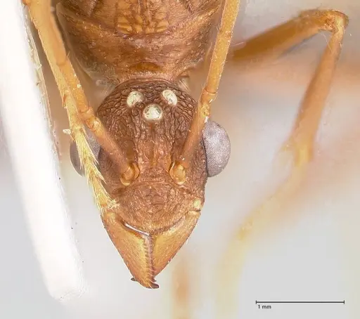 Rhytidoponera nodifera specimen FOCOL0890 image focol0890_2