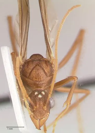 Rhytidoponera nodifera specimen FOCOL0890 image focol0890_3
