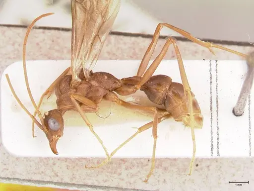 Rhytidoponera nodifera specimen FOCOL0890 image focol0890_4