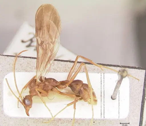 Rhytidoponera nodifera specimen FOCOL0890 image focol0890_5