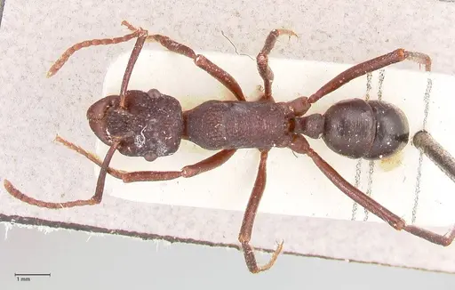 Rhytidoponera nodifera specimen FOCOL0891 image focol0891_1